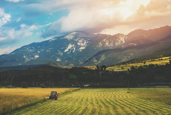 Photo of agriculture crop in valley