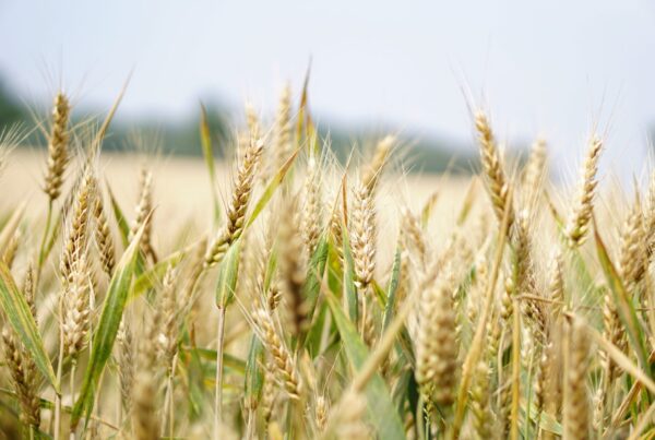 Agriculture wheat crop field
