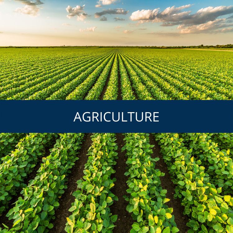 Agriculture crop field image